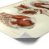 1844  anatomie Afdrukspieren Heup Poster (Hoek)