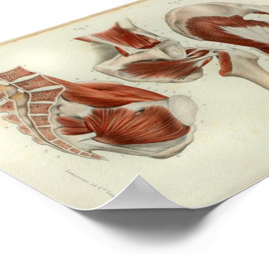 1844  anatomie Afdrukspieren Heup Poster (Hoek)