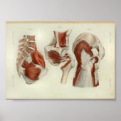 1844  anatomie Afdrukspieren Heup Poster (Voorkant)
