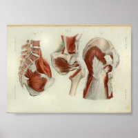 1844  anatomie Afdrukspieren Heup