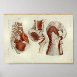 1844  anatomie Afdrukspieren Heup Poster