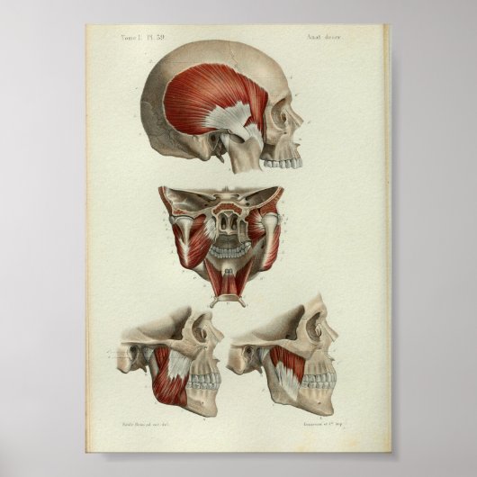 1844  anatomie Afdrukspieren Jaw Poster (Voorkant)
