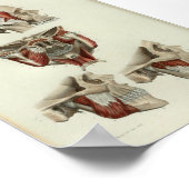 1844  anatomie Afdrukspieren Jaw Poster (Hoek)