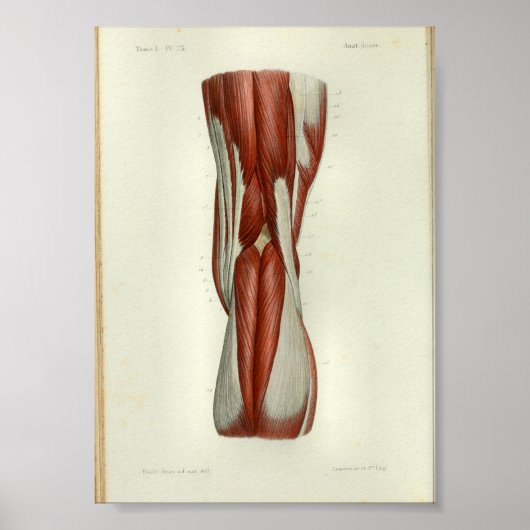 1844  anatomie Afdrukspieren Knie Poster (Voorkant)