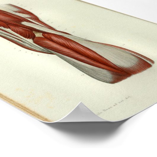 1844  anatomie Afdrukspieren Knie Poster (Hoek)