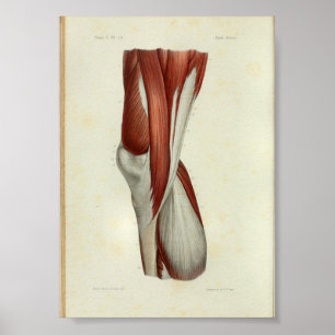 1844  anatomie Afdrukspieren Knie Poster