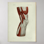 1844 anatomie Afdrukspieren Knie Poster (Voorkant)