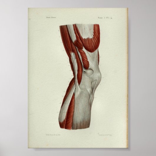 1844  anatomie Afdrukspieren Knie Poster (Voorkant)