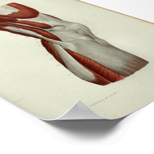 1844 anatomie Afdrukspieren Knie Poster (Hoek)