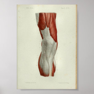 1844 anatomie Afdrukspieren Knie Poster