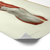 1844 anatomie Afdrukspieren Knie Poster (Hoek)