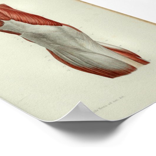 1844  anatomie Afdrukspieren Knie Poster (Hoek)