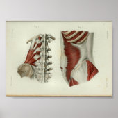 1844 anatomie Afdrukspieren Lumbar Poster (Voorkant)