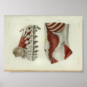 1844  anatomie Afdrukspieren Lumbar Poster