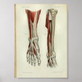 1844  anatomie Afdrukspieren Oppoot Poster (Voorkant)