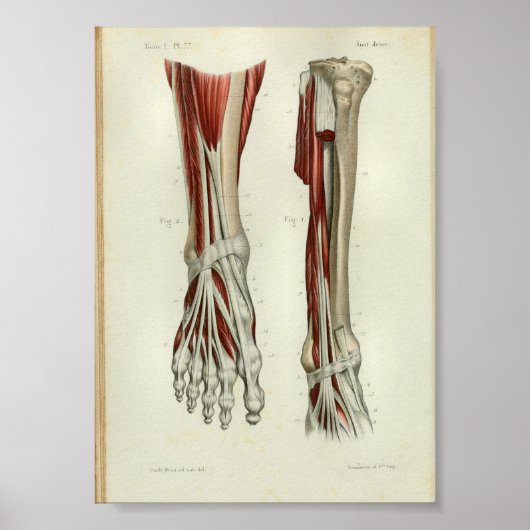1844 anatomie Afdrukspieren Oppoot Poster (Voorkant)