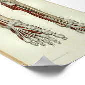 1844 anatomie Afdrukspieren Oppoot Poster (Hoek)