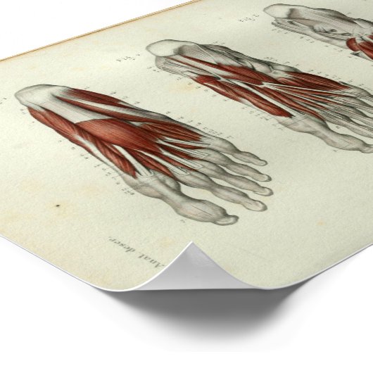 1844 anatomie Afdrukspieren Oppoot Poster (Hoek)