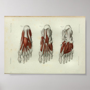 1844  anatomie Afdrukspieren Oppoot Poster