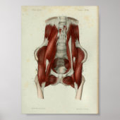 1844  anatomie Afdrukspieren Pelvic Poster (Voorkant)
