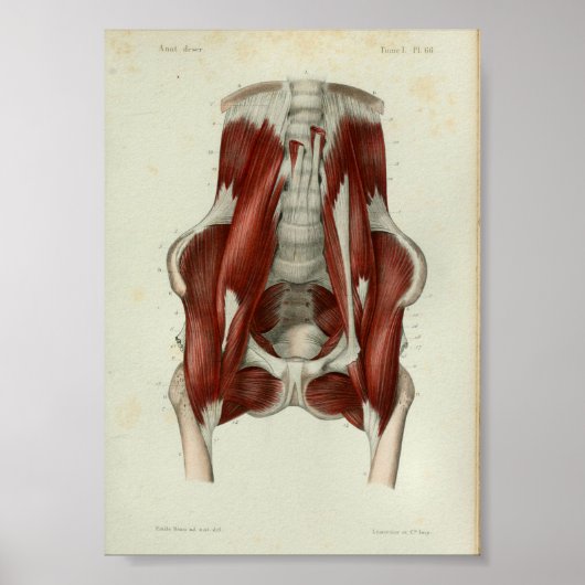 1844  anatomie Afdrukspieren Pelvic Poster (Voorkant)
