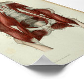 1844  anatomie Afdrukspieren Pelvic Poster (Hoek)