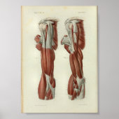 1844  anatomie Afdrukspieren Schouder Poster (Voorkant)