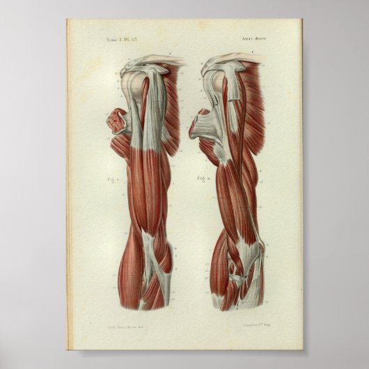 1844  anatomie Afdrukspieren Schouder Poster (Voorkant)