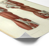 1844  anatomie Afdrukspieren Schouder Poster (Hoek)