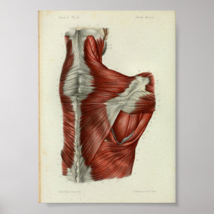 1844  anatomie Afdrukspieren Schouder Poster