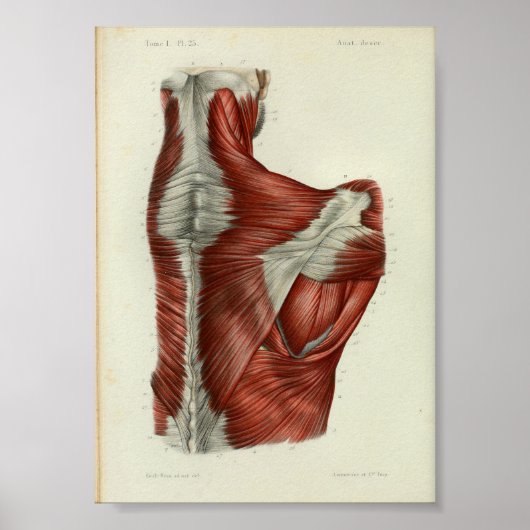 1844 anatomie Afdrukspieren Schouder Poster (Voorkant)