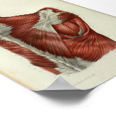 1844 anatomie Afdrukspieren Schouder Poster (Hoek)