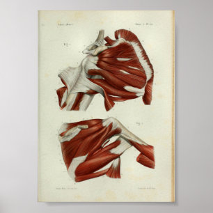 1844  anatomie Afdrukspieren Schouder Poster