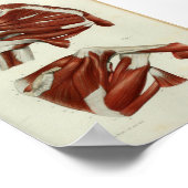 1844  anatomie Afdrukspieren Schouder Poster (Hoek)