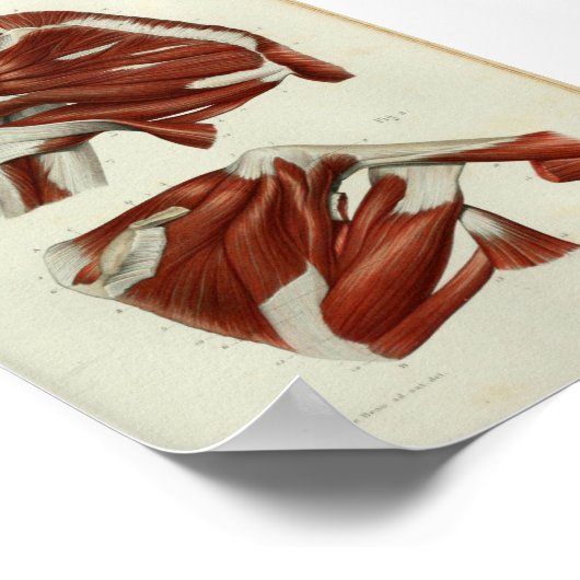 1844  anatomie Afdrukspieren Schouder Poster (Hoek)