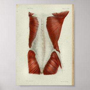1844  anatomie Afdrukspieren Terug Poster
