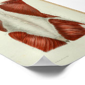 1844  anatomie Afdrukspieren Terug Poster (Hoek)