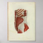 1844  anatomie Afdrukspieren Torso Poster (Voorkant)