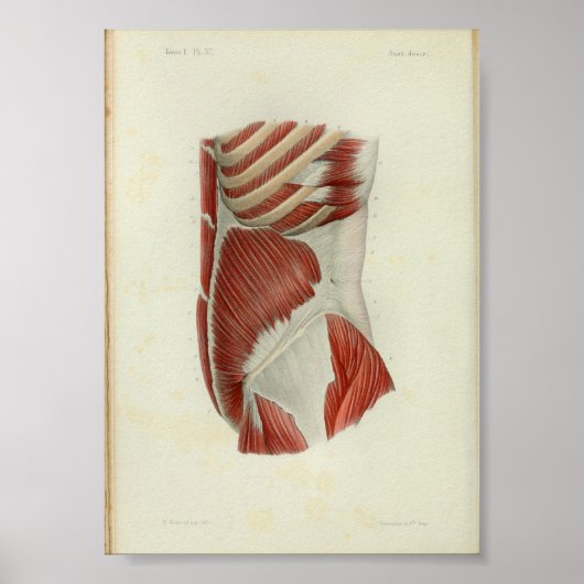 1844  anatomie Afdrukspieren Torso Poster (Voorkant)