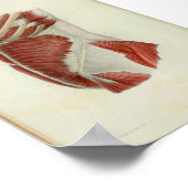 1844  anatomie Afdrukspieren Torso Poster (Hoek)