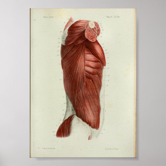 1844  anatomie Afdrukspieren Torso Poster (Voorkant)