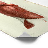 1844  anatomie Afdrukspieren Torso Poster (Hoek)