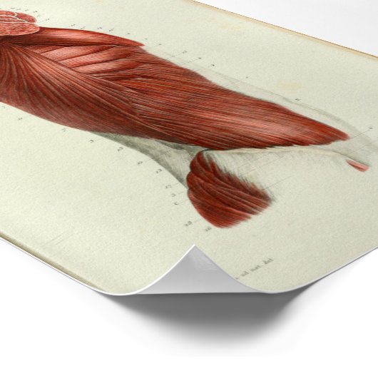 1844  anatomie Afdrukspieren Torso Poster (Hoek)