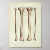 1844 anatomie Afdruktibia Fibula Poster (Voorkant)