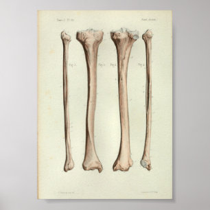 1844 anatomie Afdruktibia Fibula Poster