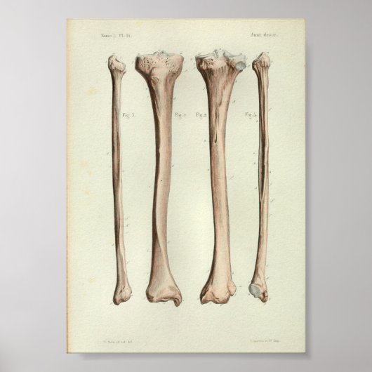 1844 anatomie Afdruktibia Fibula Poster (Voorkant)