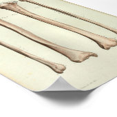 1844 anatomie Afdruktibia Fibula Poster (Hoek)