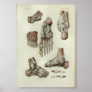 1844  anatomie Afdrukvoet ankle Poster