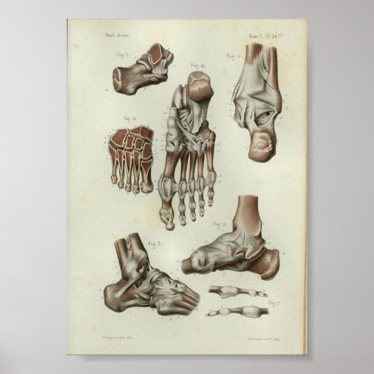 1844  anatomie Afdrukvoet ankle Poster (Voorkant)