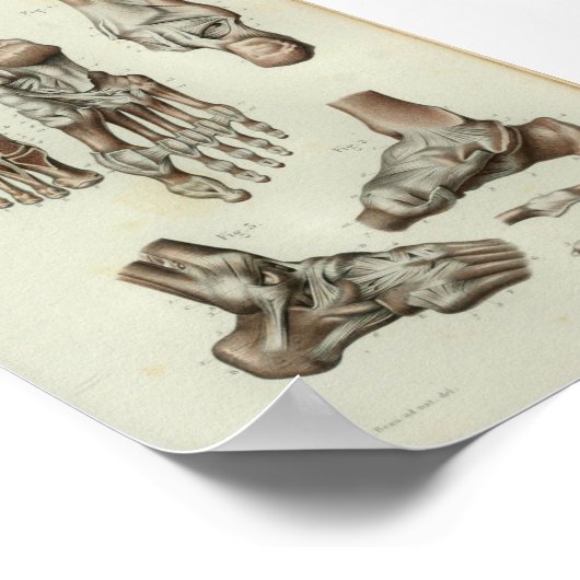 1844  anatomie Afdrukvoet ankle Poster (Hoek)
